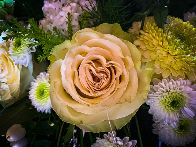 Free Rose Flower photo and picture