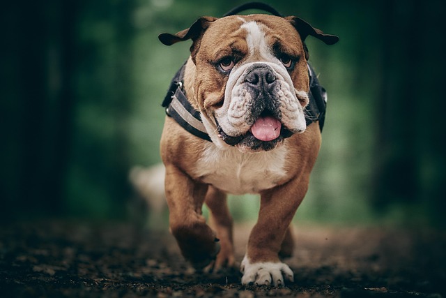 Free Bulldog Dog photo and picture