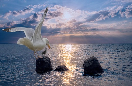 Free Seagull Sea photo and picture