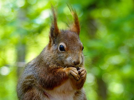 Free Squirrel Rodent photo and picture
