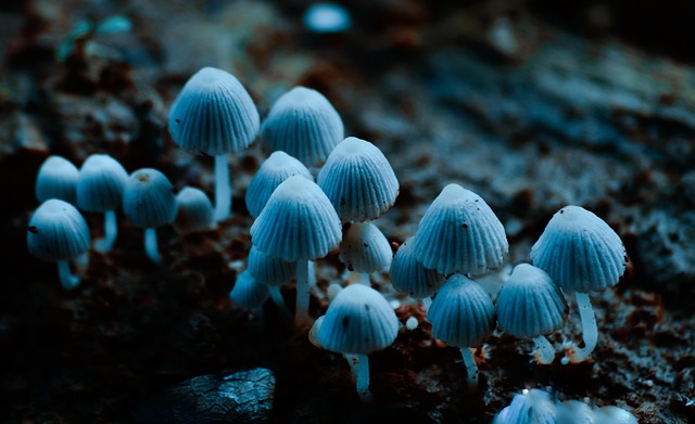 Pilz, Farbe, Schöne, Natürlich