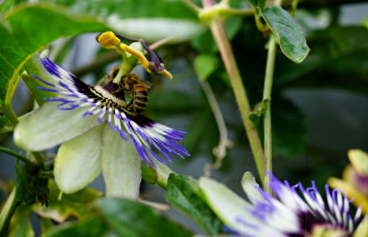 Passion Fruit - free online jigsaw puzzle photo