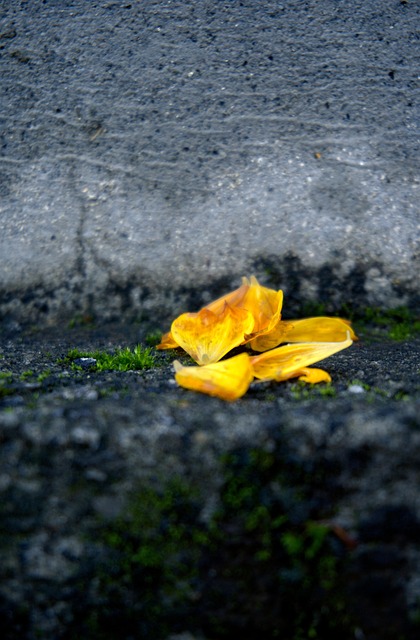 Flor, Pétalas, Verão, Planta, Muro