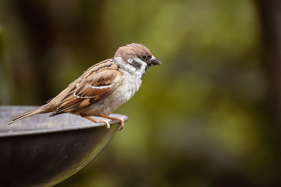 スズメ スパーリング 鳥 Pixabayの無料写真