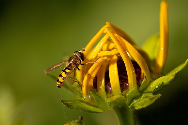 Abeja, Flor, Jardín, Primavera