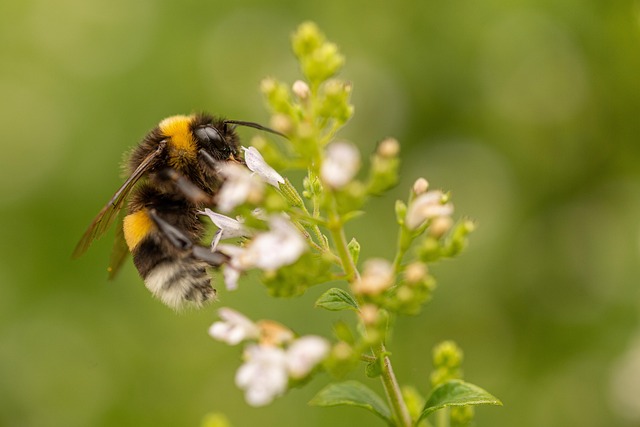Abeja, Flor, Jardín, Primavera