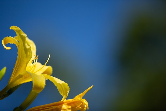 Hemerocallis, Lilioasphodelus, Daylily