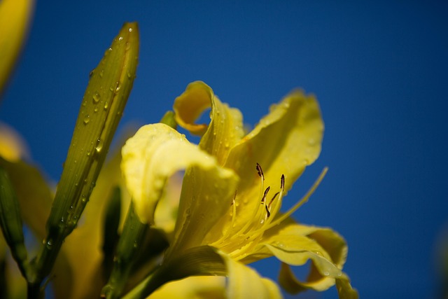 Hemerocallis, Lilioasphodelus, Daylily