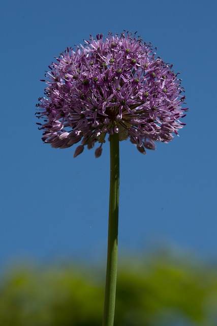 Uienbol, Bol, Florecer, Flor, Verano