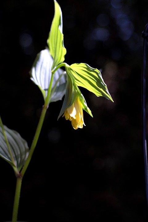 Disporum Flavens 꽃 노란색 - Pixabay의 무료 사진 - Pixabay