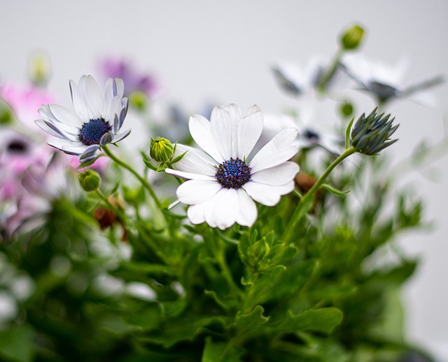 Free Flowers Daisy photo and picture