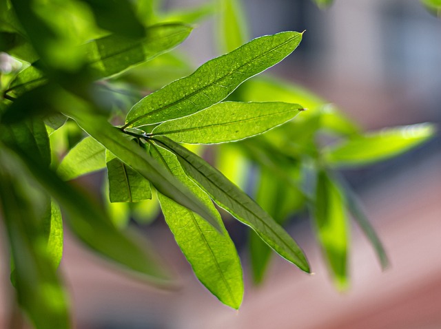 Free Leaf Green photo and picture