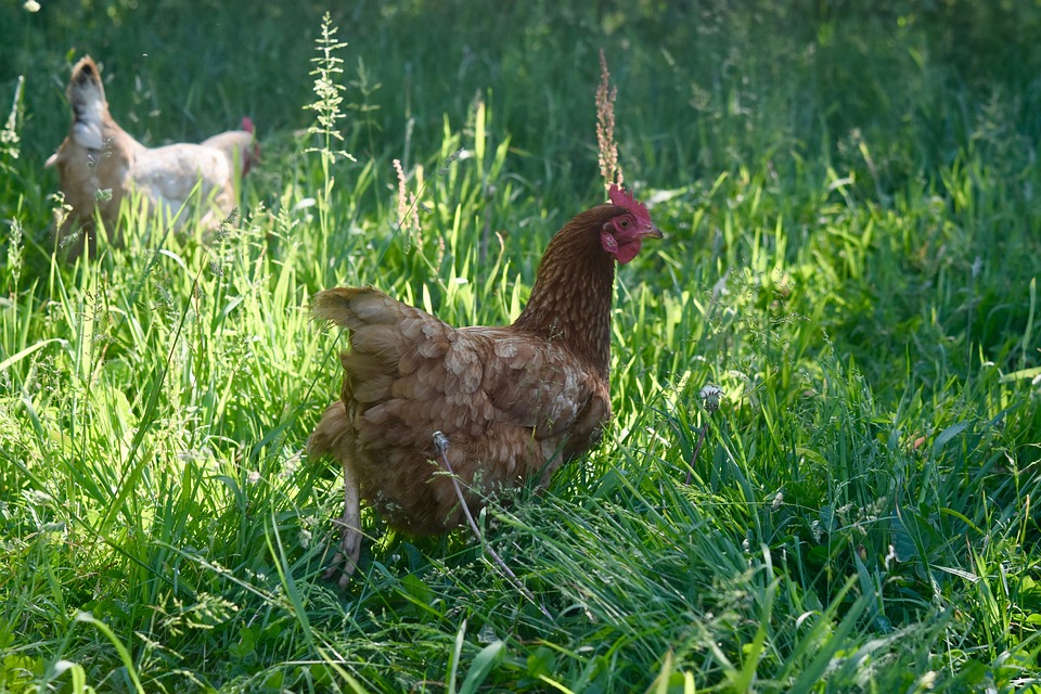 94 Koleksi Gambar Hewan Ternak Ayam HD