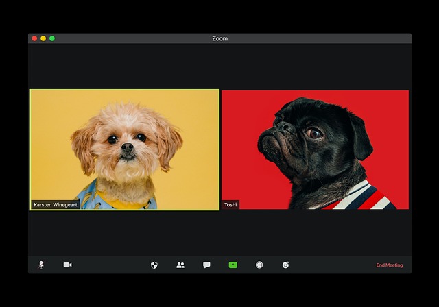 Video Conferencia, Perros, En Línea