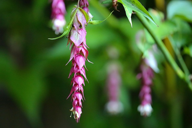 Blomsterknopper, Have, Blomstre, Natur