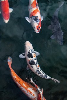 Free Fish Koi photo and picture