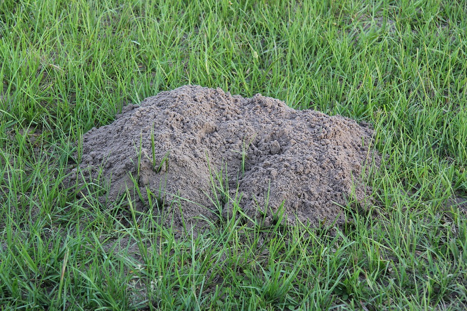 Gopher Mound Free photo on Pixabay Pixabay