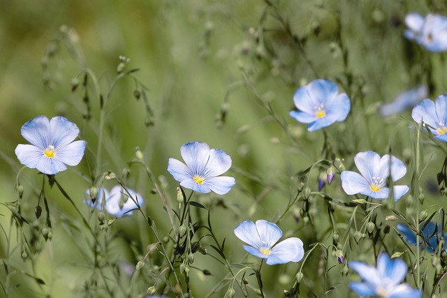 Free Lone Beautiful Flowers photo and picture