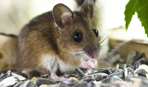 Maus, Säugetier, Garten, Nagetier
