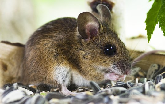 Maus, Säugetier, Garten, Natur, Nagetier