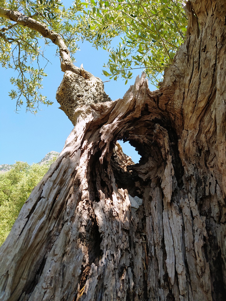 Olive Tree Secular Free Photo On Pixabay Pixabay olive-tree-secular-free-photo-on-pixabay-pixabay