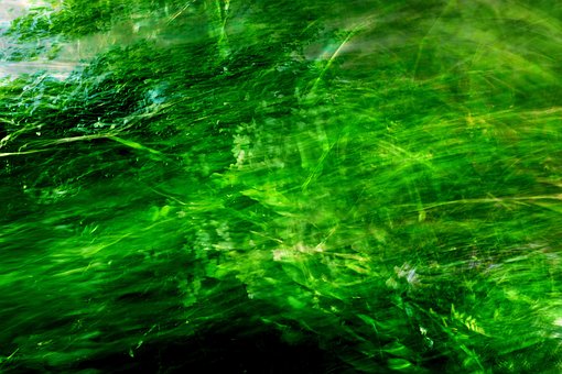 Free Abstract Foliage photo and picture