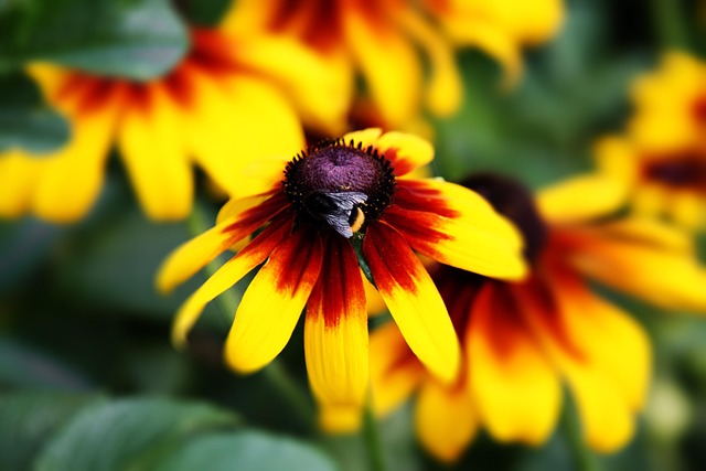 Free Flower Bee photo and picture