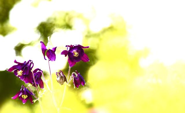 Free Flower High Key photo and picture