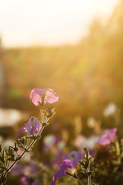 Free Sun Backlighting photo and picture