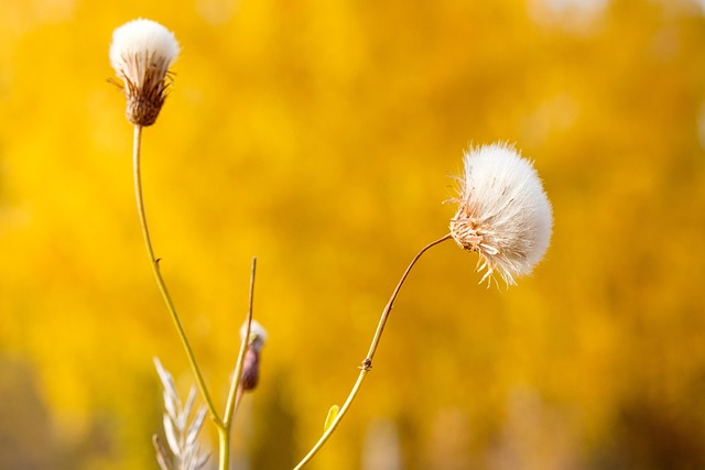 Free Background Beauty photo and picture