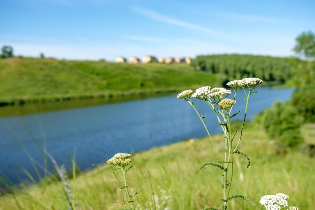 Free Bank Plant photo and picture