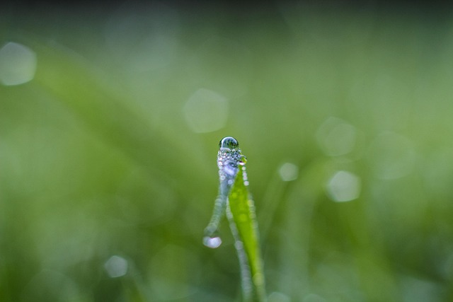 Free Drops Dew photo and picture
