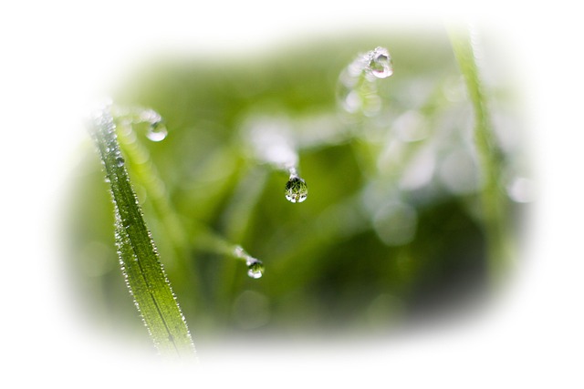 Free Drops Dew photo and picture