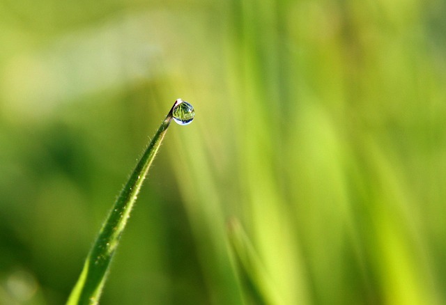 Free Drops Dew photo and picture