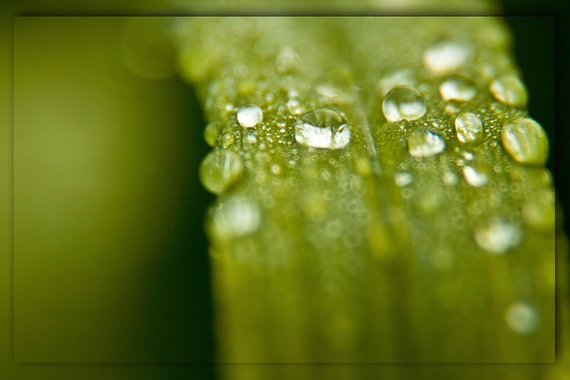 Free Drops Dew photo and picture