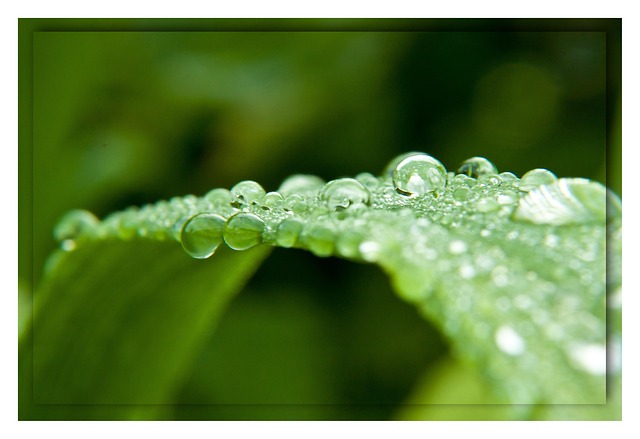 Free Drops Dew photo and picture