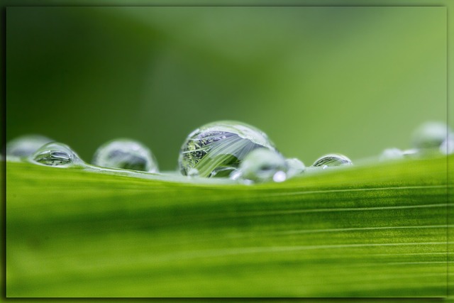Free Drops Dew photo and picture