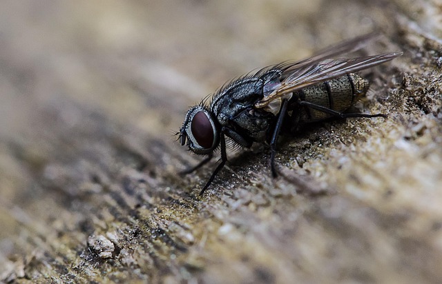 Free Fly Insect photo and picture