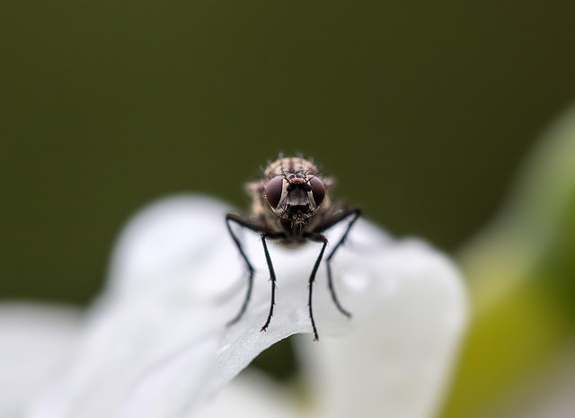 Free Fly Insect photo and picture