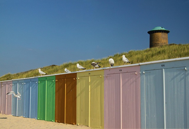 Free Seagulls Beach photo and picture
