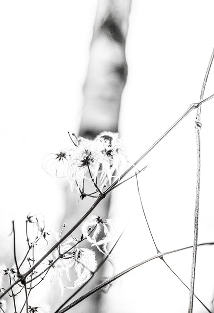 Free High Key Tree photo and picture