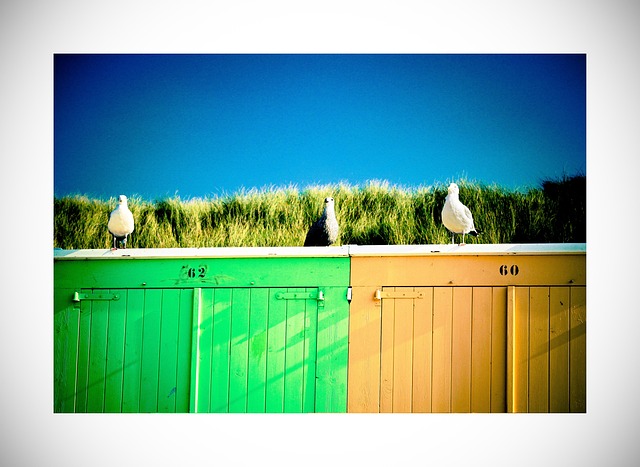 Free Gull Sea photo and picture
