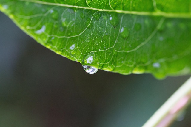 Free Drops Dew photo and picture