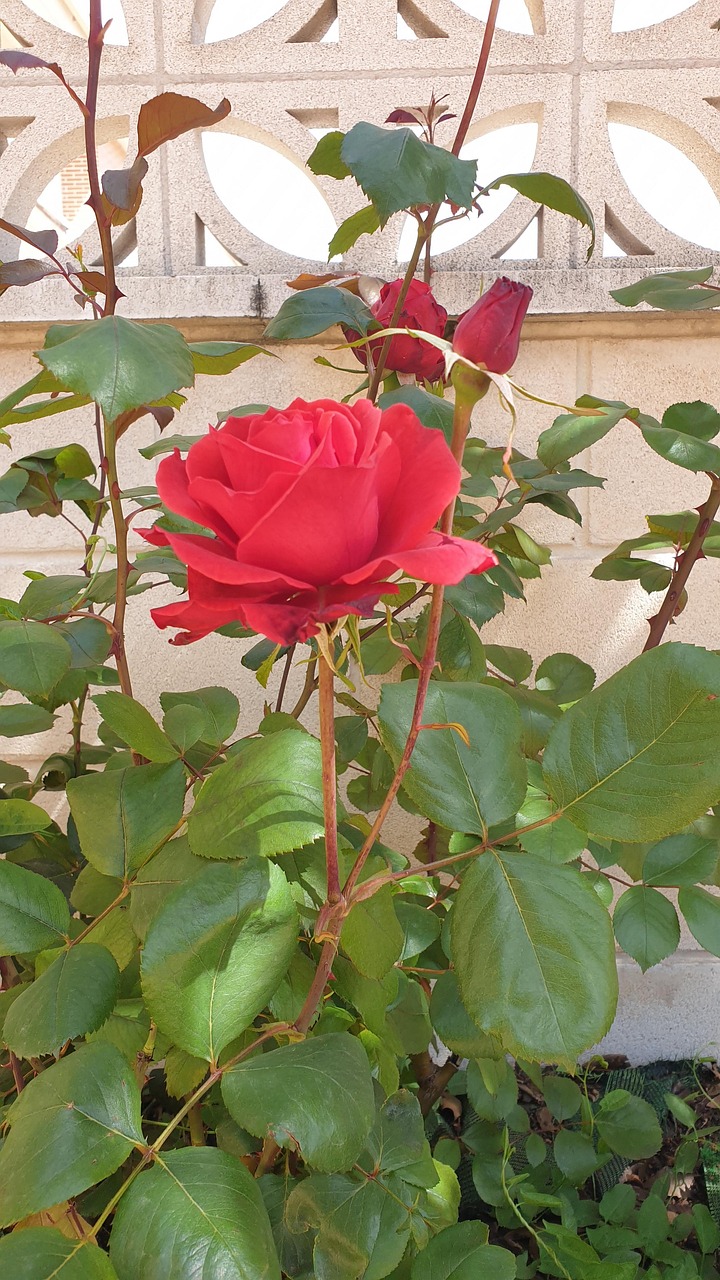 Rose Rosa Flo - Kostenloses Foto auf Pixabay - Pixabay