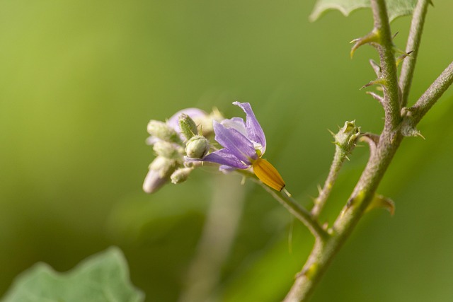 Free Flower Bloom photo and picture
