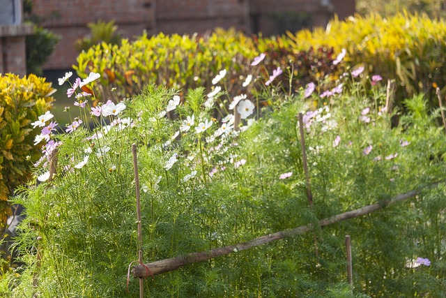 Free Flowers Bloom photo and picture