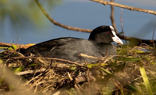 Free Coot Nest photo and picture