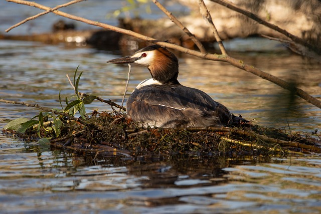 Free Great Crested Grebe Nest photo and picture