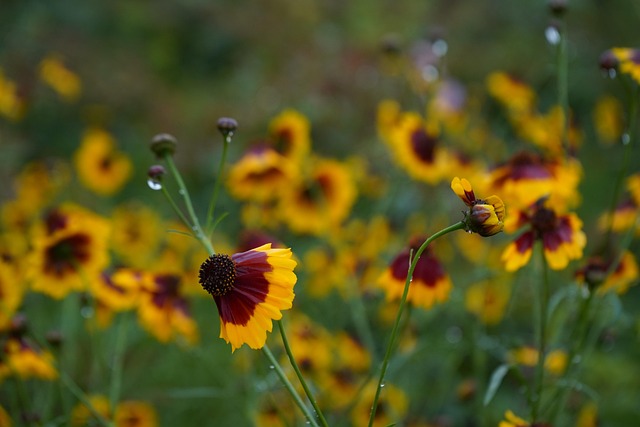 Free Plant Beautiful Flowers photo and picture