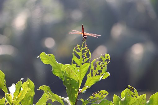 Heuschrecke, Blatt, Grün, Insekt, Natur